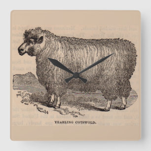 19th century print yearling Cotswold sheep Quadratische Wanduhr