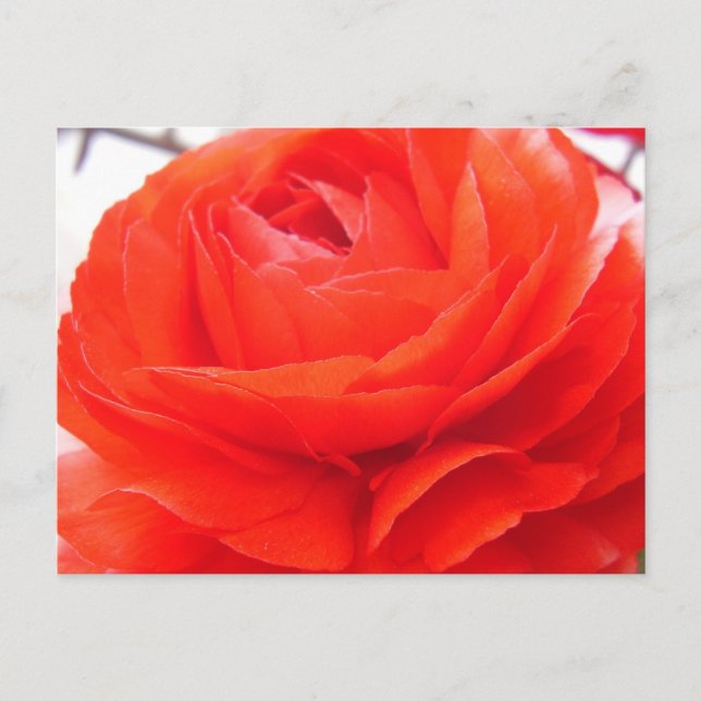 1 4 Sie Postkarte (Vorderseite)