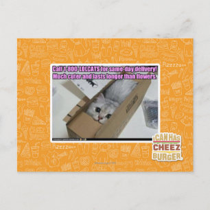 1-800-LOLCATS anrufen Postkarte