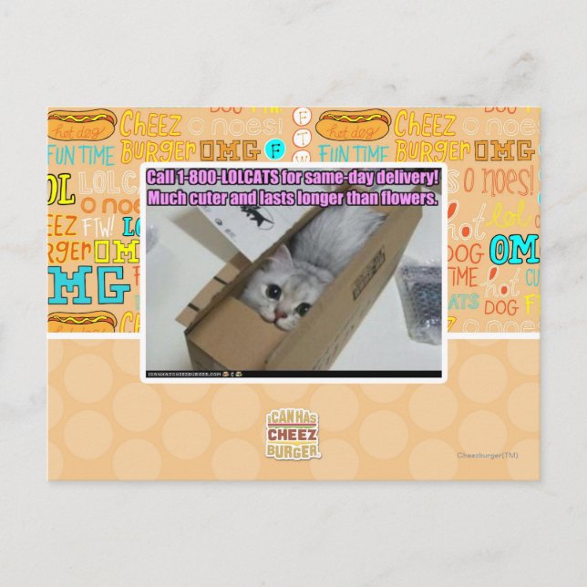 1-800-LOLCATS anrufen Postkarte (Vorderseite)