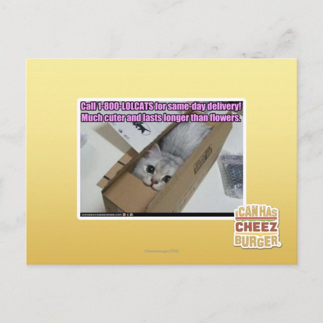 1-800-LOLCATS anrufen Postkarte (Vorderseite)