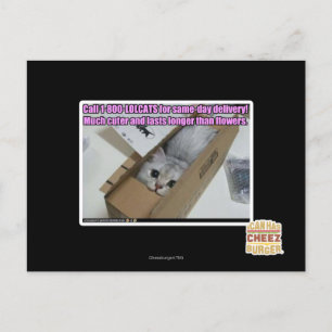 1-800-LOLCATS anrufen Postkarte