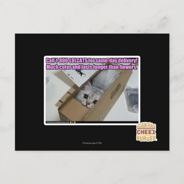 1-800-LOLCATS anrufen Postkarte (Vorderseite)