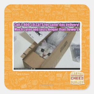 1-800-LOLCATS anrufen Quadratischer Aufkleber