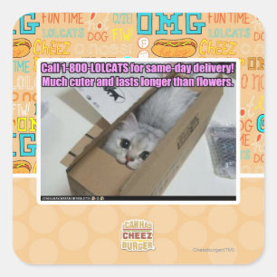 1-800-LOLCATS anrufen Quadratischer Aufkleber