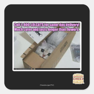 1-800-LOLCATS anrufen Quadratischer Aufkleber