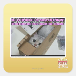 1-800-LOLCATS anrufen Quadratischer Aufkleber