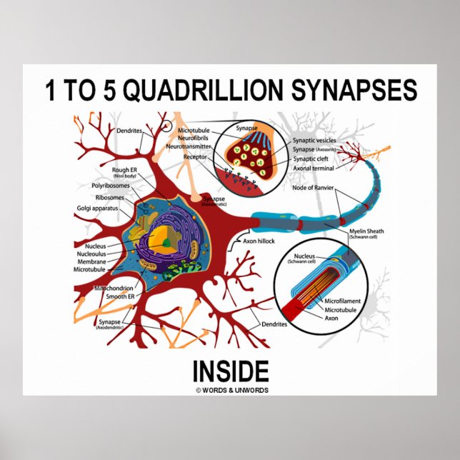1 bis 5 Quadrillionen Synapsen Inside Neuron Synap Poster (Vorne)
