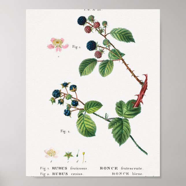 1 BlackBerry (Rubus fruticosus) 2 Dewberry (Rubus) Poster (Vorne)