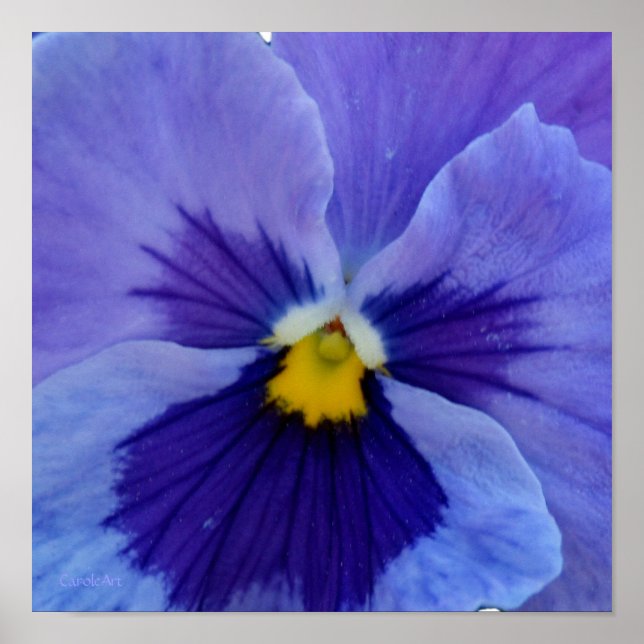 1 Blue Beauty Pansy Poster (Vorne)
