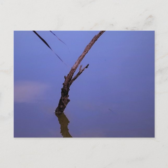 #1-Etang von Scamander in Camargue. Postkarte (Vorderseite)