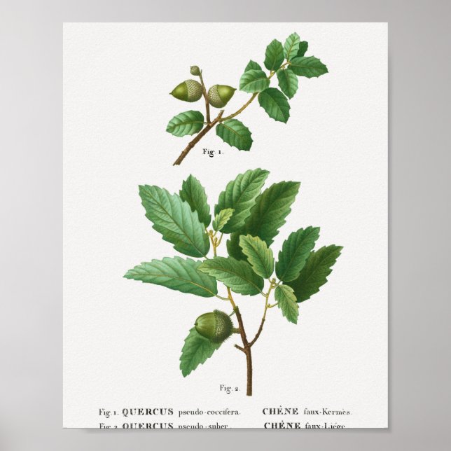 1 Kermes Eiche Quercus pseudo-coccifera 2 Korkeich Poster (Vorne)