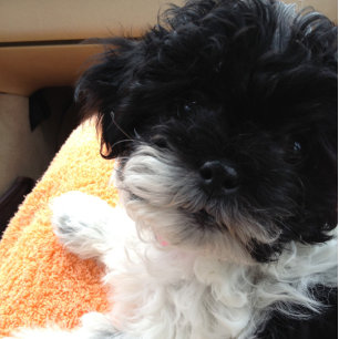 1. KOMME HEIRAT - DANN KOMMT DER HONEYMOON! KARTE