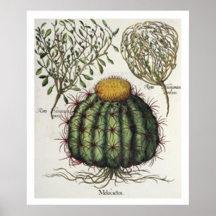 1.Melocactus; 2.Rosa Hiericontea aperta; 3.Rosa Hi Poster
