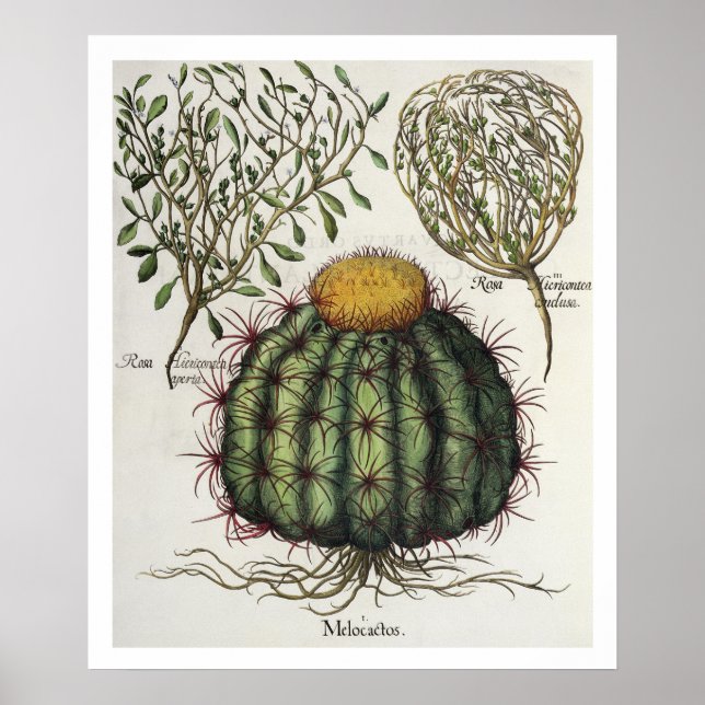 1.Melocactus; 2.Rosa Hiericontea aperta; 3.Rosa Hi Poster (Vorne)