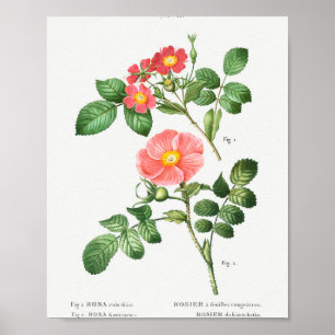 1 Rotblättrige Rose (Rosa rubrifolia) 2 Japanische Poster