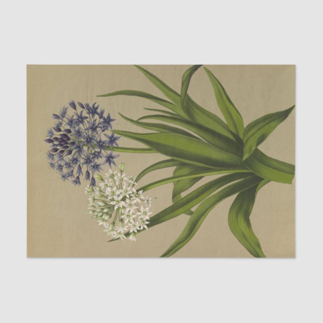 1 Scilla Peruviana 2 Scilla Peruviana Alba Seidenpapier (Vorderseite)