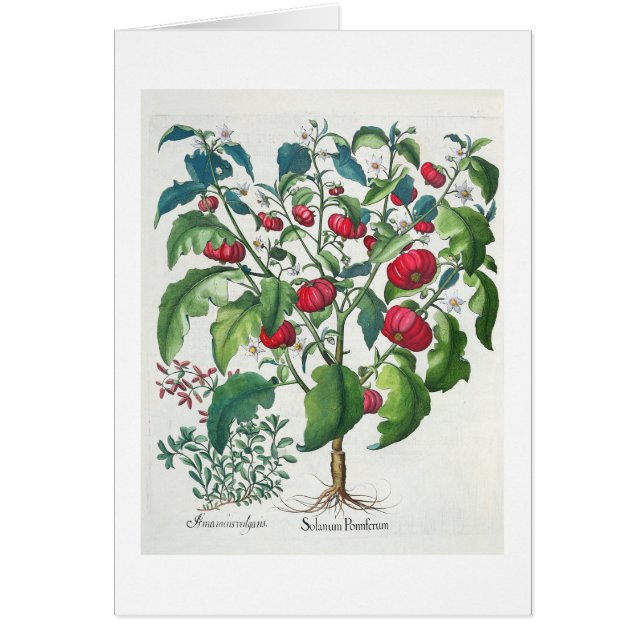 1.Solanum Pomiferum; 2.Amaracus gemein, von (Vorne)