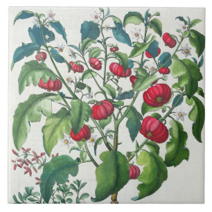 1.Solanum Pomiferum; 2.Amaracus gemein, von Fliese