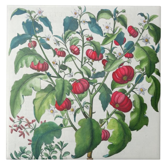 1.Solanum Pomiferum; 2.Amaracus gemein, von Fliese (Vorderseite)