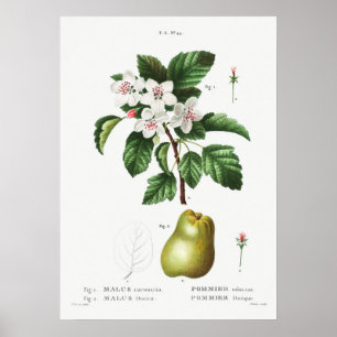 1 Süßer Krabapfel (Malus coronaria) 2 Apfel (Malus Poster