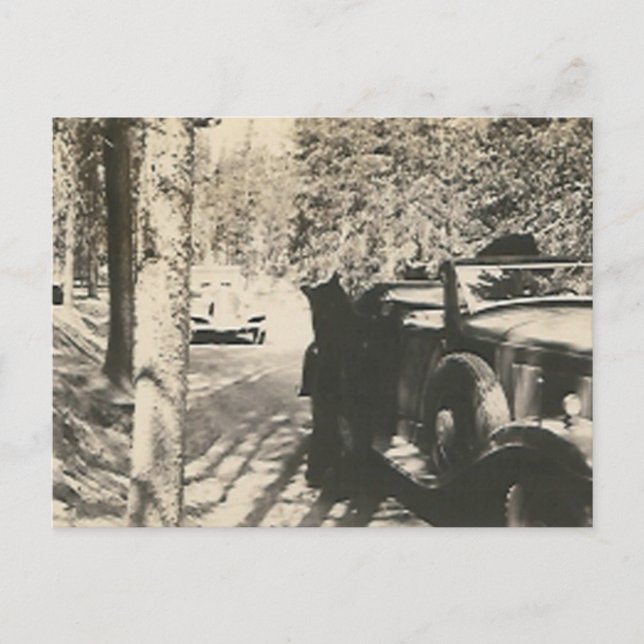 1 von 2 Bären im Auto Postkarte (Vorderseite)