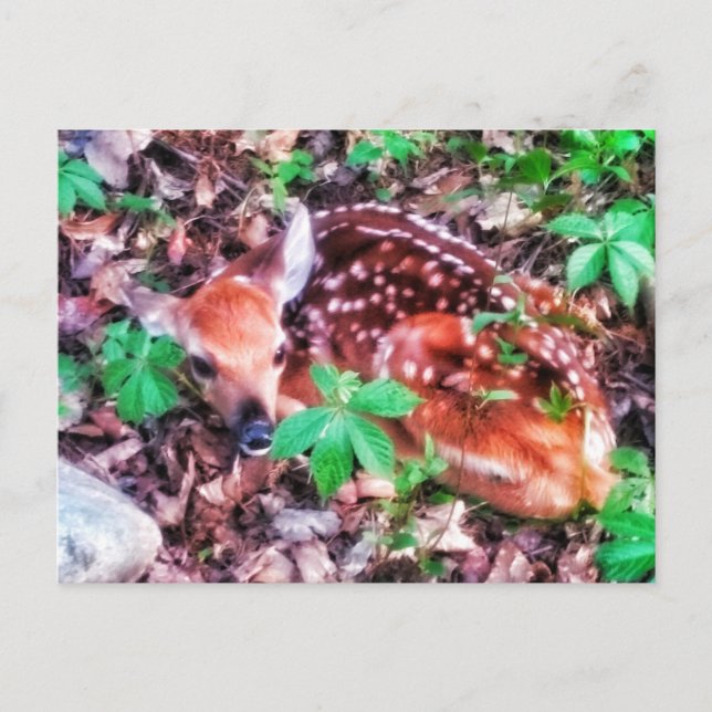 1FAWN POSTCARD POSTKARTE (Vorderseite)