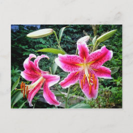 1STARGAZER-LILIEN POSTCARD POSTKARTE