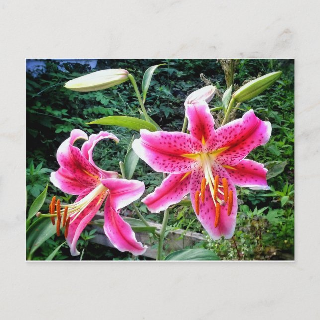 1STARGAZER-LILIEN POSTCARD POSTKARTE (Vorderseite)