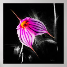1x1 Verhältnis Schwarz Orchid Print Img5480