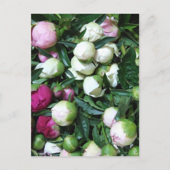 2008 Foto von Peony and Garden 135 Postkarte (Vorderseite)