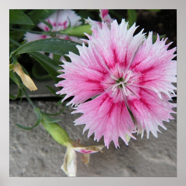 2009-1008 Druck/Poster Poster (Vorne)