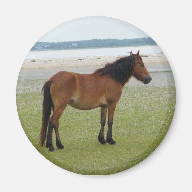 2009-7-20 Shackleford Banks 00028 Magnet (Vorne)