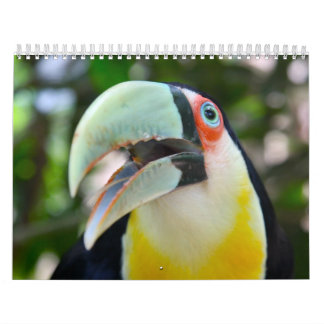 2010 Kalender, Vögel von Brasilien Kalender