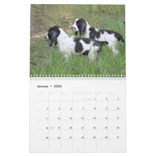 2013 englischer Springerspaniel-Welpen Kalender (Jan 2026)
