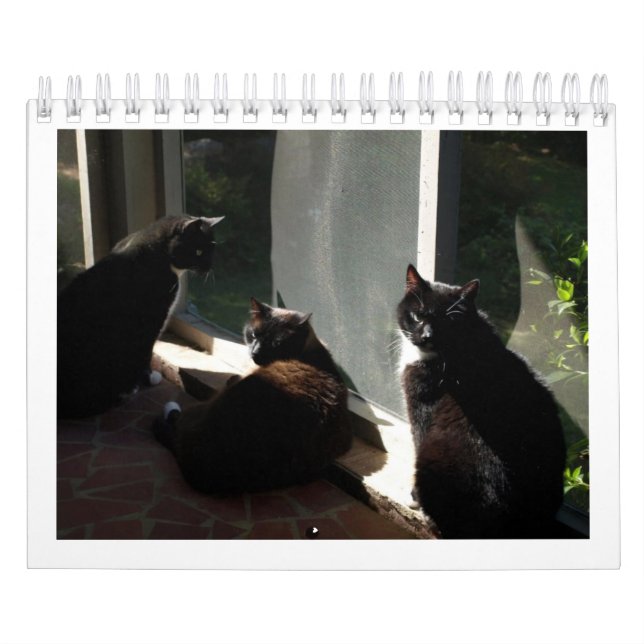 2013 Kalender - fünf Geldstrafe Felines (Titelbild)