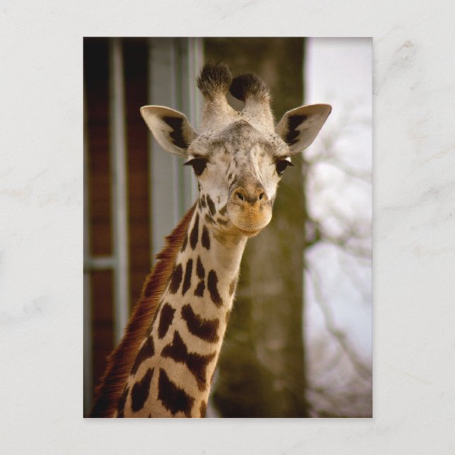 2013 Kalender Giraffe Foto Postkarte (Vorderseite)