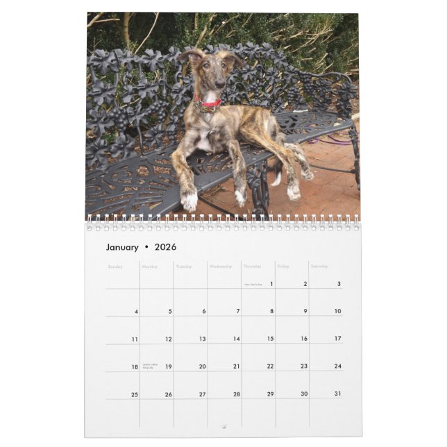 2014 seidene Windhound Welpen 2-4 Kalender (Jan 2026)