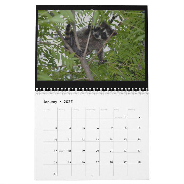 2014 Tier-Kalender - Baby-Waschbären Kalender (Jan 2027)