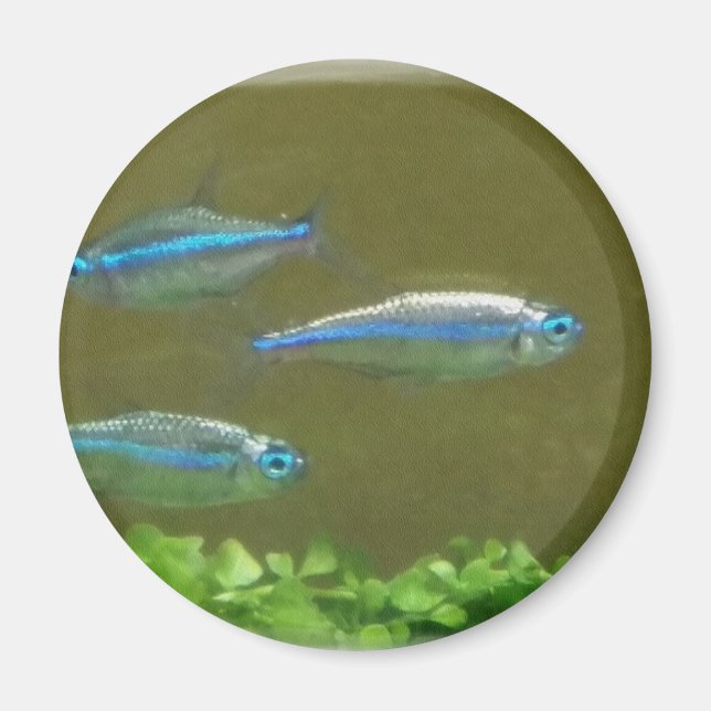 20160526_113326 MAGNET (Vorne)