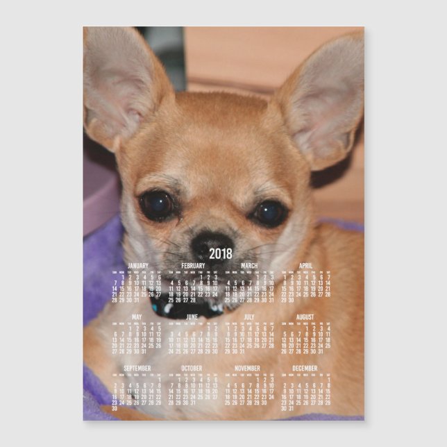 2018 Kalender Chihuahua Magnetic Foto Card 12x18 Magnetkarte (Vorderseite)
