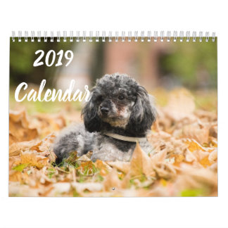 2019 Kalender Niedliche Poodle Dog Images
