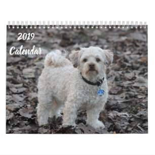 2019 Kalender Niedliche Poodle Dog Images
