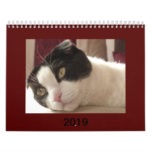 2019 Katzen-Kalender - Scottish-Falte Kalender