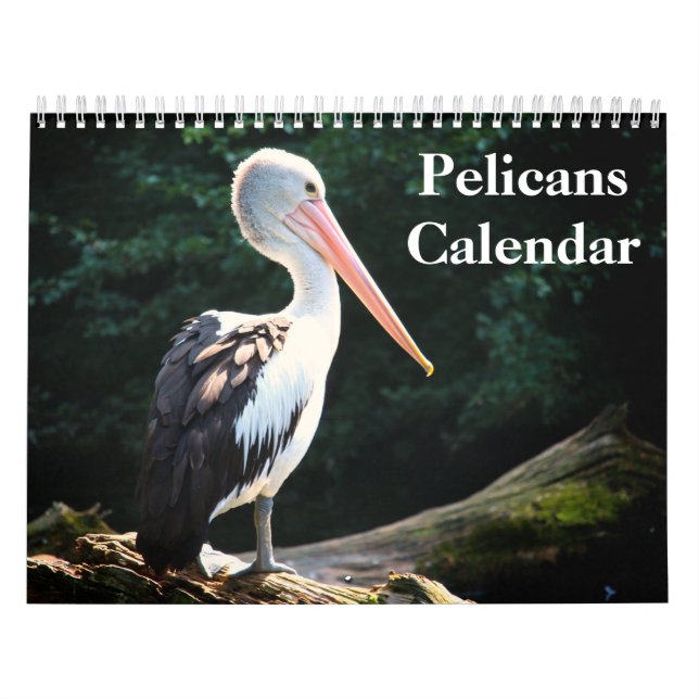 2019 Pelikan-Vogel Kalender (Titelbild)