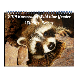 201 Raccoons of Wild Blue Yonder Wildlife Rescue C Kalender