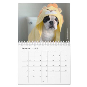 2020 Französischer Bulldog-Kalender - Cooper the F Kalender