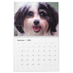 2020 niedlicher Kalender K-Cee Zuchon Hunde