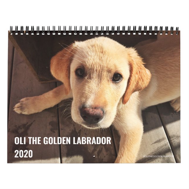 2020 Oli the Golden Labrador Kalender (Titelbild)