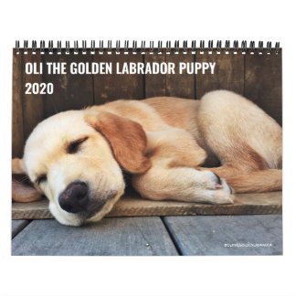 2020 Oli the Golden Labrador Puppy Kalender